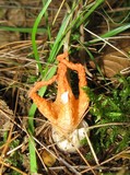 Pseudocolus fusiformis image