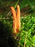 Pseudocolus fusiformis image