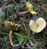 Suillus hirtellus image