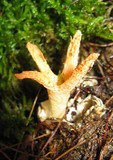 Pseudocolus fusiformis image