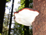 Fomitopsis mounceae image