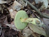 Leccinum subglabripes image