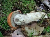 Leccinum insigne image