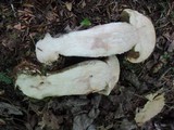 Leccinum insigne image