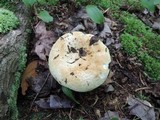 Russula compacta image