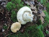 Russula compacta image