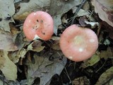Russula nobilis image