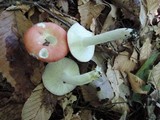 Russula nobilis image