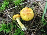 Suillus americanus image