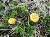 Suillus americanus image