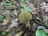 Caloboletus inedulis image