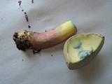 Caloboletus inedulis image