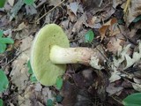 Caloboletus inedulis image