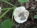Hygrophorus sordidus image