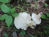 Hygrophorus sordidus image