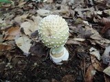 Amanita velatipes image