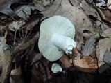 Russula paludosa image