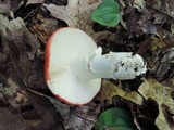 Russula paludosa image