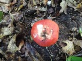 Russula paludosa image