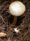 Amanita roseitincta image