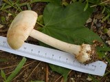 Amanita roseitincta image