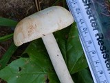 Amanita roseitincta image