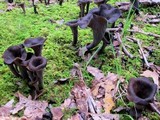 Craterellus fallax image