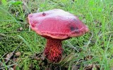 Butyriboletus frostii image