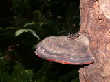 Fomitopsis mounceae image