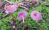 Laccaria amethystina image