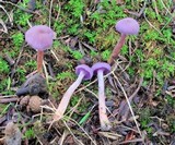 Laccaria amethystina image