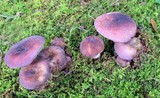 Russula mariae image