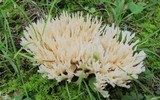 Tremellodendron pallidum image