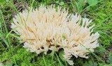 Tremellodendron pallidum image