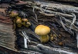 Gymnopilus luteus image