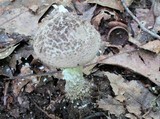 Amanita atkinsoniana image