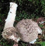 Amanita atkinsoniana image
