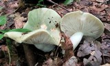Russula variata image