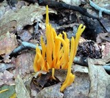 Clavulinopsis aurantiocinnabarina image