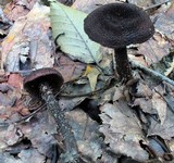 Inocybe tahquamenonensis image