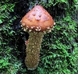 Hemistropharia albocrenulata image