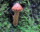 Hemistropharia albocrenulata image