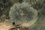 Lecidella stigmatea image