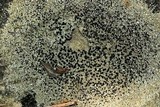 Lecidella stigmatea image