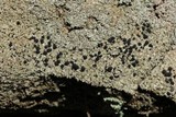 Lecidella stigmatea image