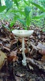Amanita multisquamosa image