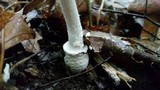 Amanita multisquamosa image