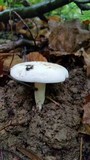 Lactarius piperatus image