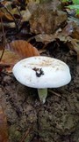 Lactarius piperatus image