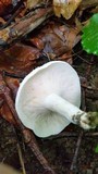 Lactarius piperatus image